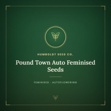 Pound Town Auto Feminised Seeds Pound Town Auto Feminised Seeds