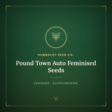 Pound Town Auto Feminised Seeds Pound Town Auto Feminised Seeds