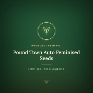 Pound Town Auto Feminised Seeds Pound Town Auto Feminised Seeds