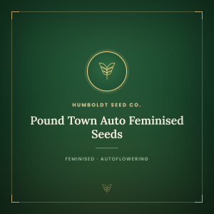 Pound Town Auto Feminised Seeds