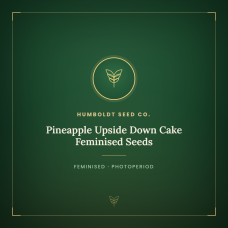 Pineapple Upside Down Cake Feminised Seeds Pineapple Upside Down Cake Feminised Seeds
