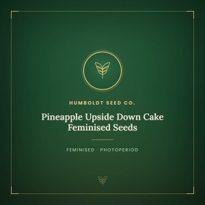 Pineapple Upside Down Cake Feminised Seeds Pineapple Upside Down Cake Feminised Seeds