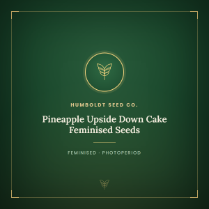 Pineapple Upside Down Cake Feminised Seeds Pineapple Upside Down Cake Feminised Seeds