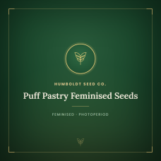 Puff Pastry Feminised Seeds Puff Pastry Feminised Seeds