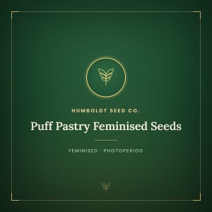 Puff Pastry Feminised Seeds