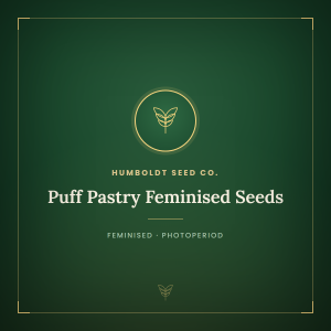 Puff Pastry Feminised Seeds
