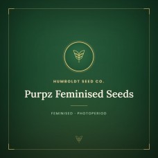 Purpz Feminised Seeds Purpz Feminised Seeds