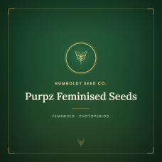 Purpz Feminised Seeds Purpz Feminised Seeds