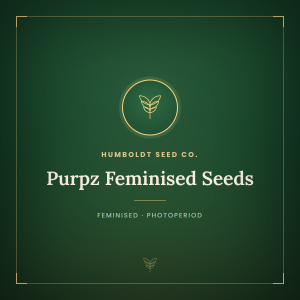 Purpz Feminised Seeds