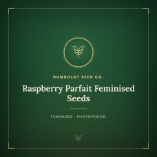 Raspberry Parfait Feminised Seeds Raspberry Parfait Feminised Seeds