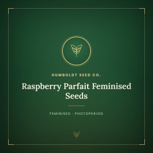 Raspberry Parfait Feminised Seeds Raspberry Parfait Feminised Seeds