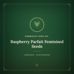 Raspberry Parfait Feminised Seeds