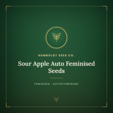 Sour Apple Auto Feminised Seeds Sour Apple Auto Feminised Seeds