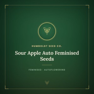 Sour Apple Auto Feminised Seeds Sour Apple Auto Feminised Seeds