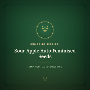 Sour Apple Auto Feminised Seeds Sour Apple Auto Feminised Seeds