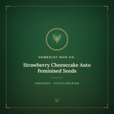 Strawberry Cheesecake Auto Feminised Seeds Strawberry Cheesecake Auto Feminised Seeds