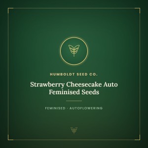 Strawberry Cheesecake Auto Feminised Seeds Strawberry Cheesecake Auto Feminised Seeds