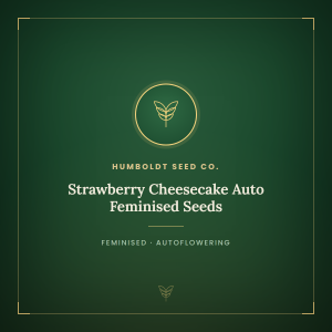 Strawberry Cheesecake Auto Feminised Seeds Strawberry Cheesecake Auto Feminised Seeds