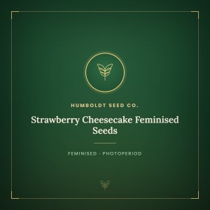 Strawberry Cheesecake Feminised Seeds