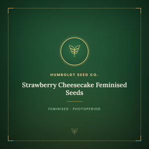 Strawberry Cheesecake Feminised Seeds Strawberry Cheesecake Feminised Seeds