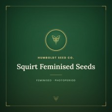 Squirt Feminised Seeds Squirt Feminised Seeds