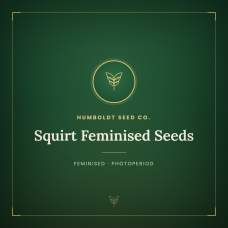 Squirt Feminised Seeds Squirt Feminised Seeds