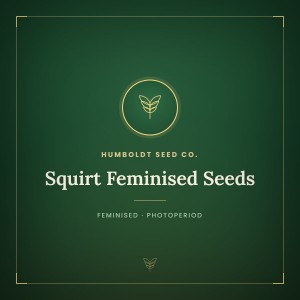 Squirt Feminised Seeds
