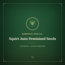 Squirt Auto Feminised Seeds Squirt Auto Feminised Seeds