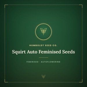 Squirt Auto Feminised Seeds Squirt Auto Feminised Seeds