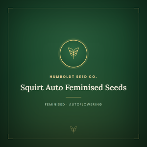 Squirt Auto Feminised Seeds