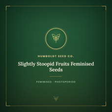 Slightly Stoopid Fruits Feminised Seeds Slightly Stoopid Fruits Feminised Seeds