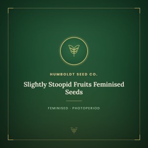 Slightly Stoopid Fruits Feminised Seeds