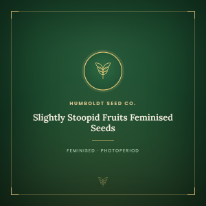 Slightly Stoopid Fruits Feminised Seeds Slightly Stoopid Fruits Feminised Seeds