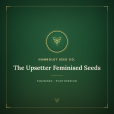 The Upsetter Feminised Seeds The Upsetter Feminised Seeds