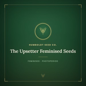 The Upsetter Feminised Seeds The Upsetter Feminised Seeds