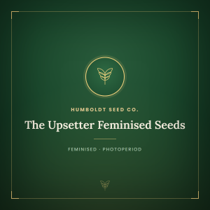 The Upsetter Feminised Seeds The Upsetter Feminised Seeds