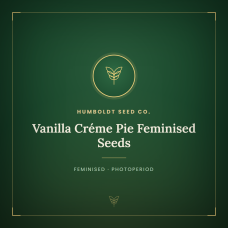 Vanilla Créme Pie Feminised Seeds Vanilla Créme Pie Feminised Seeds