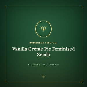 Vanilla Créme Pie Feminised Seeds Vanilla Créme Pie Feminised Seeds
