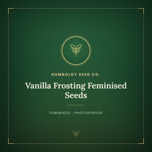 Vanilla Frosting Feminised Seeds