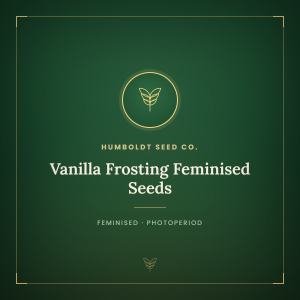 Vanilla Frosting Feminised Seeds Vanilla Frosting Feminised Seeds
