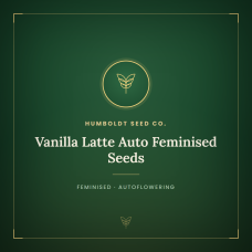 Vanilla Latte Auto Feminised Seeds Vanilla Latte Auto Feminised Seeds
