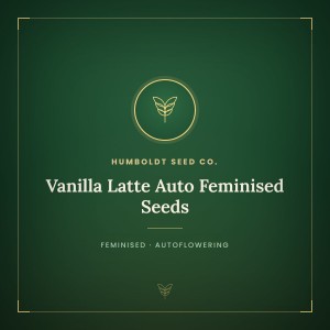 Vanilla Latte Auto Feminised Seeds Vanilla Latte Auto Feminised Seeds