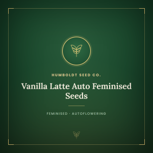 Vanilla Latte Auto Feminised Seeds Vanilla Latte Auto Feminised Seeds