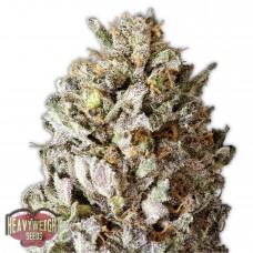 Diesel Drift Feminised Seeds Diesel Drift Feminised Seeds