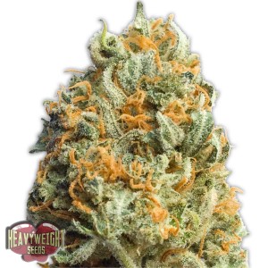Fully Loaded Auto Feminised Seeds Fully Loaded Auto Feminised Seeds