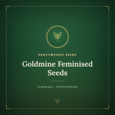 Goldmine Feminised Seeds Goldmine Feminised Seeds