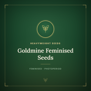 Goldmine Feminised Seeds Goldmine Feminised Seeds