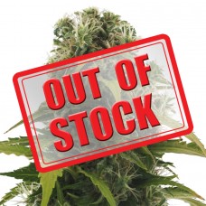 High Density Auto Feminised Seeds