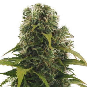 High Density Auto Feminised Seeds High Density Auto Feminised Seeds