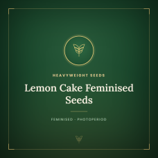 Lemon Cake Feminised Seeds Lemon Cake Feminised Seeds